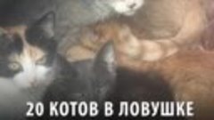 20 котов в ловушке