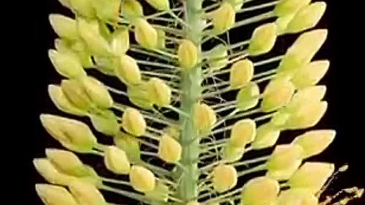 Эремурус (лат. Eremurus) из семейства Асфоделовых (Asphodelaceae) ра ...