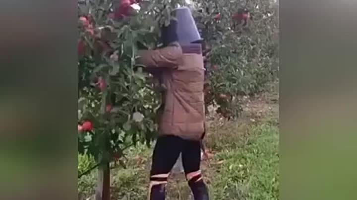 Яблоки поспели