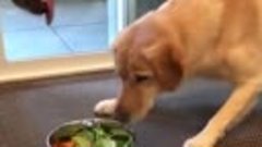 Умора - моменты с собаками и едой