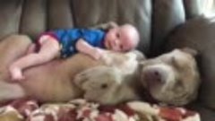 собакин-нянька.Cute Dog Babysitting Dog Love Baby -  Funny D...