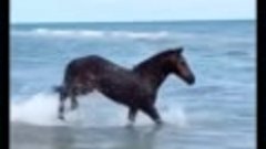 Красавица лошадка у океана.. 💙