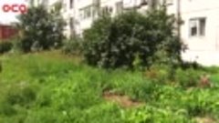 В Ачинске пенсионерка в одиночку борется с зарослями травы