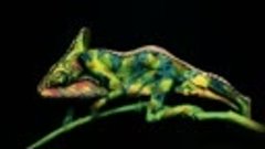 Chameleon - impressive creation - Fine Art Bodypainting by J...
