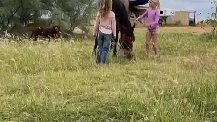 Лошадь играет с детьми