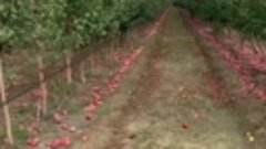 Самосбор яблок в Белгородском районе #этопросто #евгенияполе...