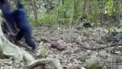 Aparente Posible Inicio de Espiritualidad en los Chimpancés