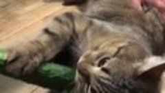 Самый голодный кот в мире