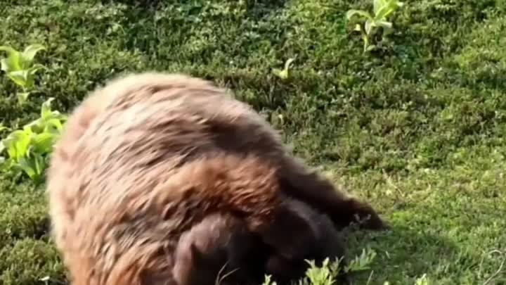 Медведица играется со своим медвежонком 🤎🐻