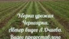 Уборка урожая Черноярка 2023год.