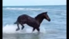 Красавица лошадка у океана.. 💙