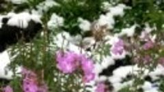 Красивое видео  Дыхание зимы  Цветы и снег