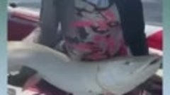 Рыбак поймал гигантскую щуку-альбиноса и отпустил ее!