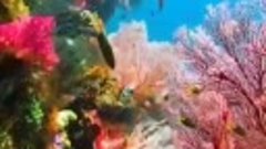 Удивительные краски подводного мира.