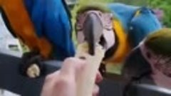 Попугаи приходят к девушке поесть банан