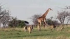 Жираф отгоняет львов от своего детеныша