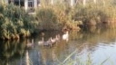 На реке Анапка зимовала пара лебедей, и вот, результат - шес...
