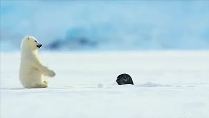 Тюлень случайно пугает младенца белого медведя