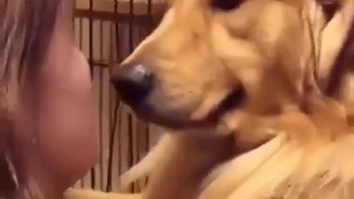 Эмоции собачки