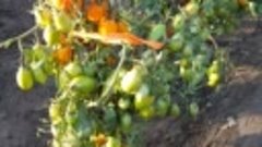 22.08.23.Тестирование/детерминантные томаты: Гранд Калифорни...