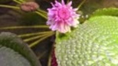 Цветение кувшинки Виктории Амазонской. Ботанический сад в Са...