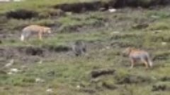 Тибетские лисы против манула