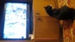 Масик и вороны в телевизоре