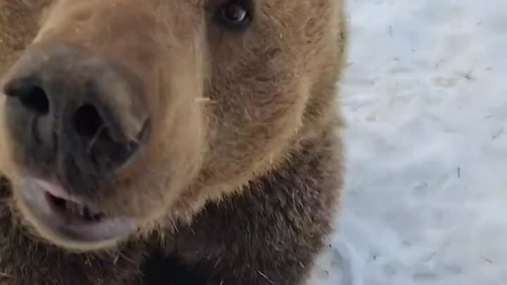 Видели, как медведь кушает грушу?