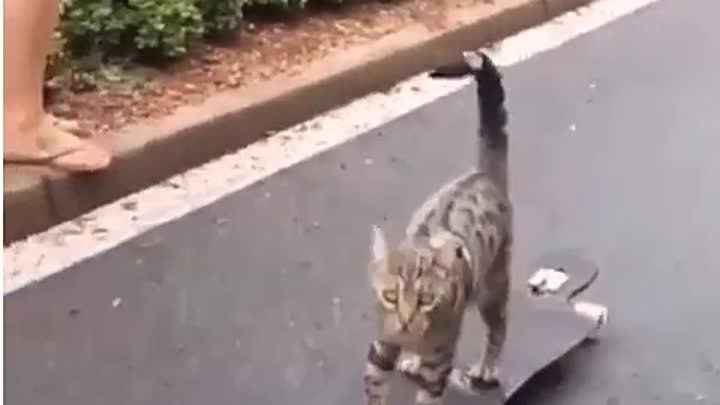 Котик на скейтборде