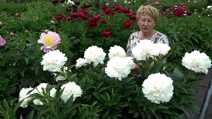 Интернет Магазин Цветок Славянск На Кубани Ворошилова