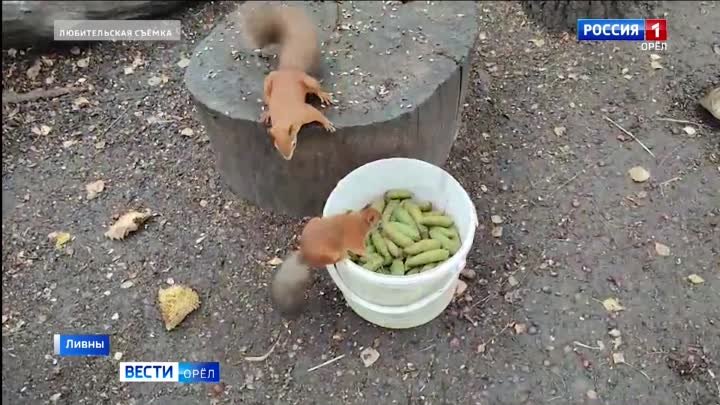 Заготовка шишек белкам в парк Славянский сад г.Ливны Орловской обл.