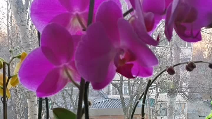 Мои орхидеи 