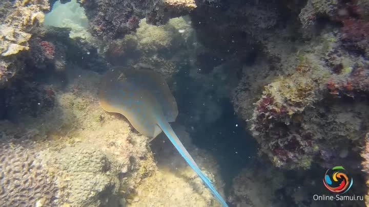 Морская прогулка Sea Walking