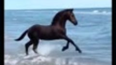 Красавица лошадка у океана. 💙