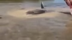 Спасение дельфина, застрявшего на мелководье.