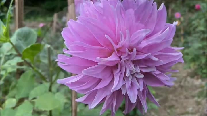 Прекрасные георгины в саду Seta Dahlia Garden!