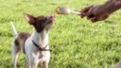 Собаки против ореховой пасты