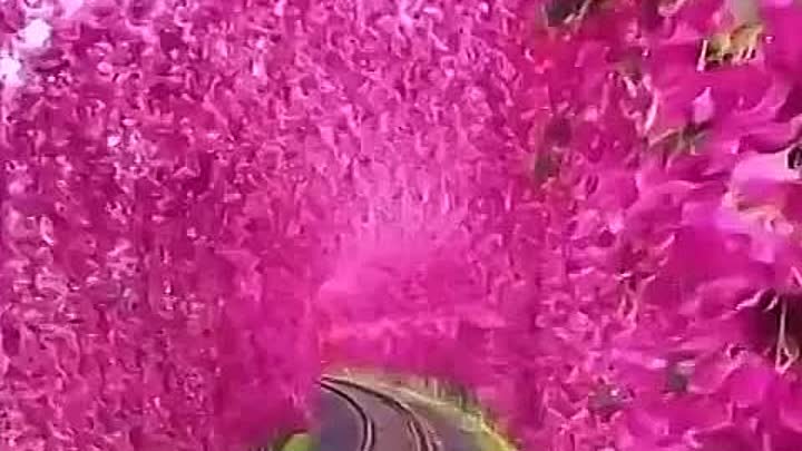 Туннель из цветов в Ючи, Тайвань