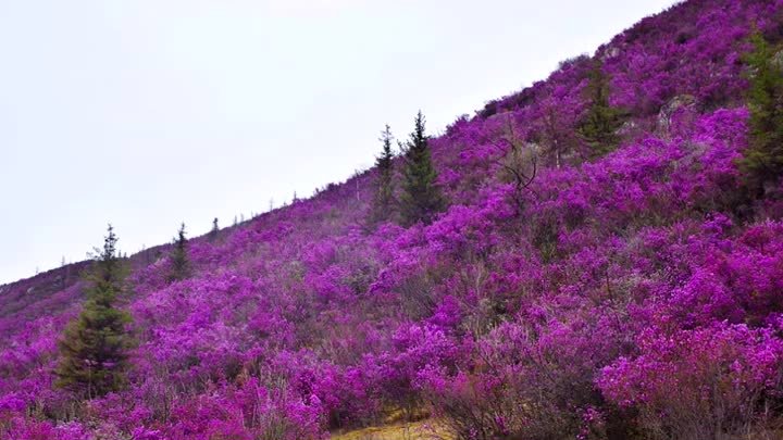 Где-то багульник на сопках цветёт. ВИА _Самоцветы