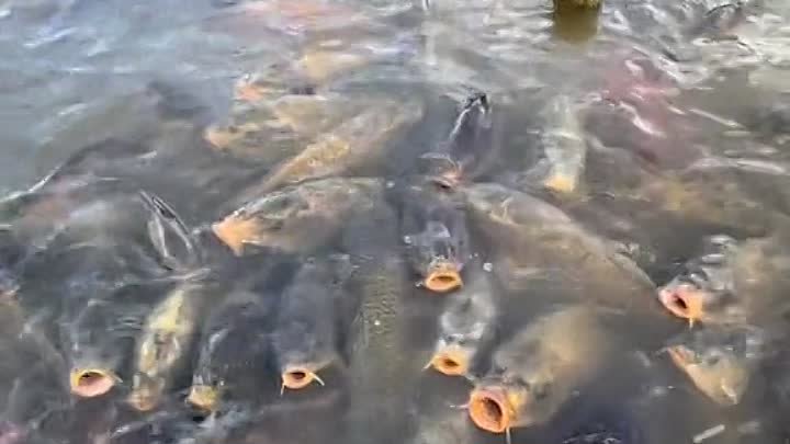 Мечта рыбака😅🎣