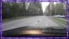 Ворона помогает ежу перейти дорогу
