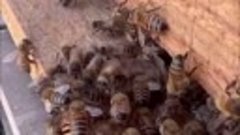 Пчёлы помогают товарищу избавится от паутины.