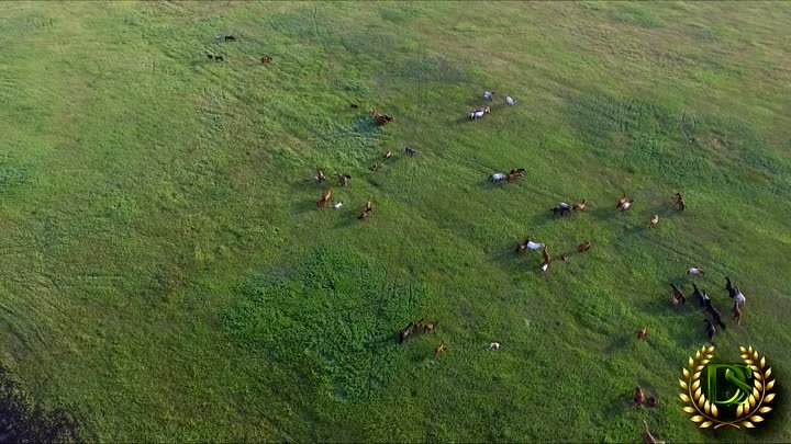 Нукутский район.  Видео: Самвел Давтян