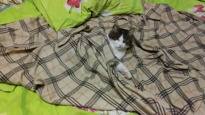 Котик спит на большой кровати