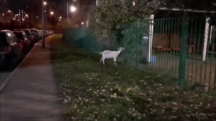 Коза гуляла по Москве