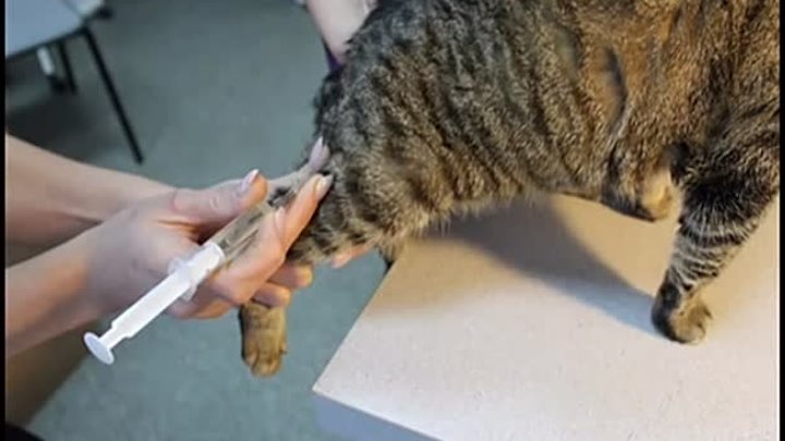 Внутримышечный укол кошке фото Внутримышечный укол кошке фото