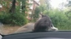 Прокатил кота по району ))