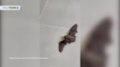 Летучая мышь Маша из Томска
