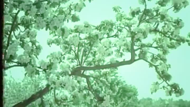 Е. Птичкин - Сладка ягода -1972