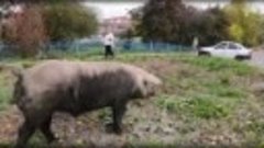 В Свердловской области жители страдают от нашествия свиней